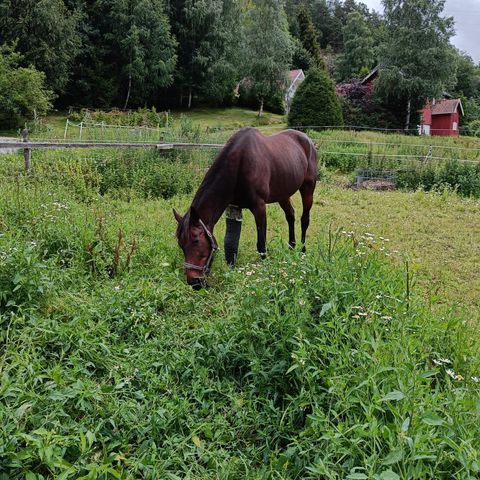 Forrytter søkes.