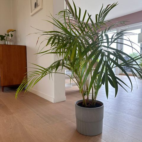 DYPSIS LUTESCENS Potteplante, Arekapalme m potte Reservert