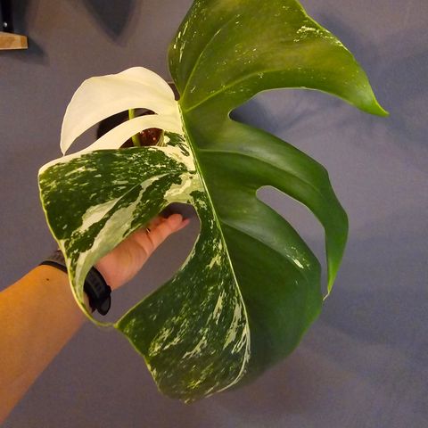 Monstera variegata hel plante