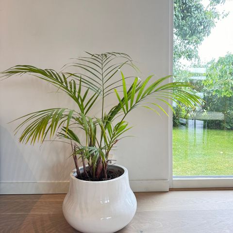 DYPSIS LUTESCENS Potteplante, Arekapalme m potte FLYTTESALG