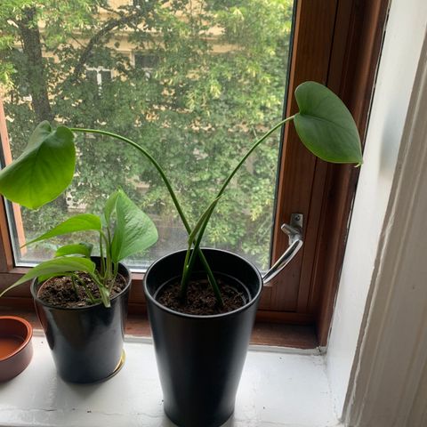 Monstera-plante fra stikling