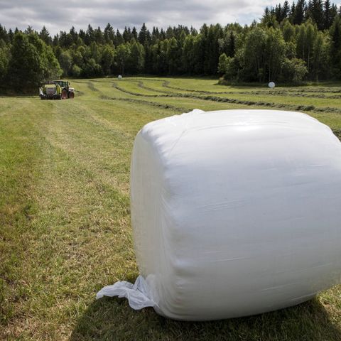 Høy i rundball ønskes kjøpt.