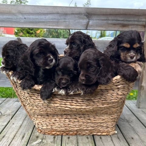 2 nydelige Amerikansk Cocker Spaniel hannvalper