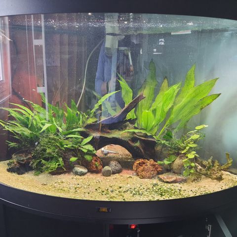 190 L akvarium Juwel Trigon med møbel