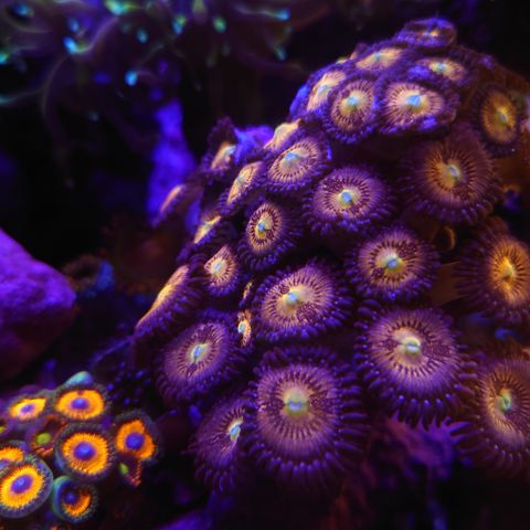 Rainbow sakura zoa korall