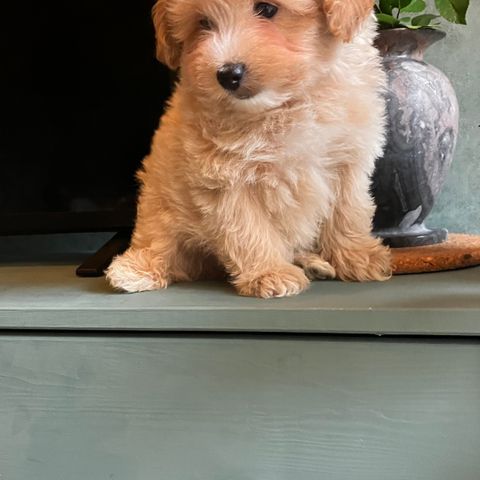 Maltipoo valper F1 fine farger