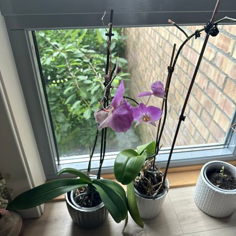2 orkider selges