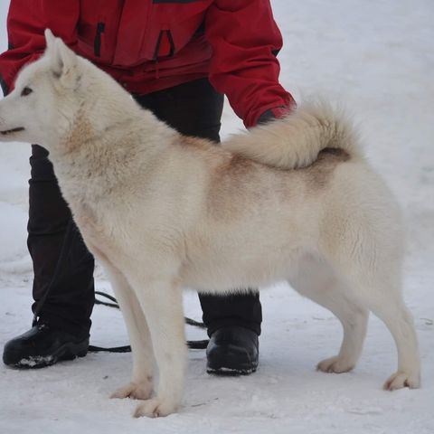 GRØNLANDSHUND