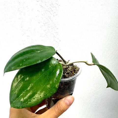 Hoya glabra ‘Ulu apin apin’