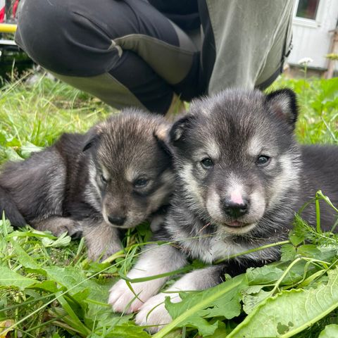 Alaska Malamute / siberian husky blandingsvalper