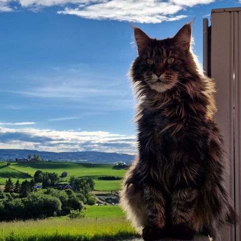 Maine Coon