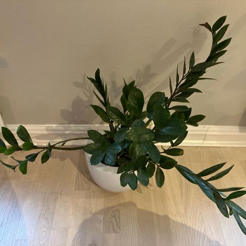 Smaragdpalme (Zamioculcas) potteplante med potte