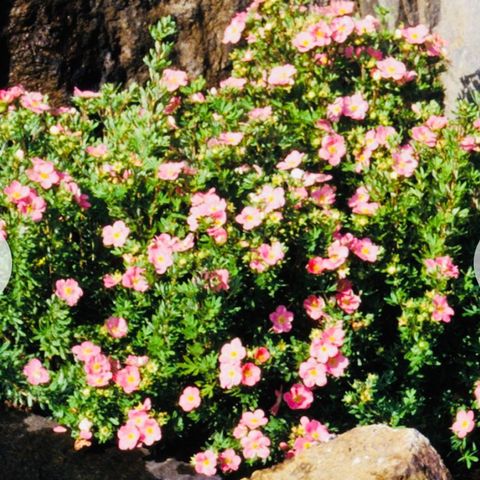 Vakre, blomstrende Buskmure 'Pink Beauty' 🌸 selges🥰💗
