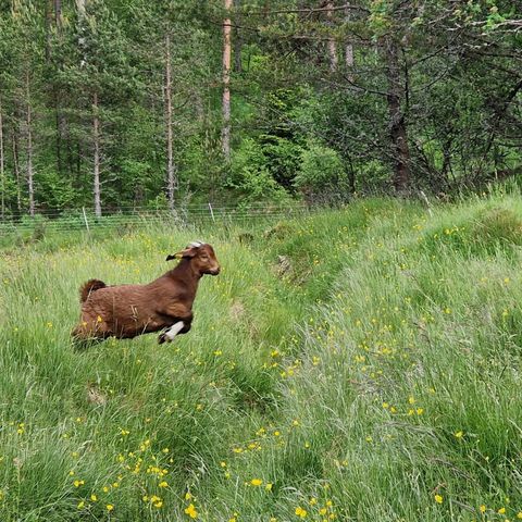 Mohair og Boergeiter til salgs