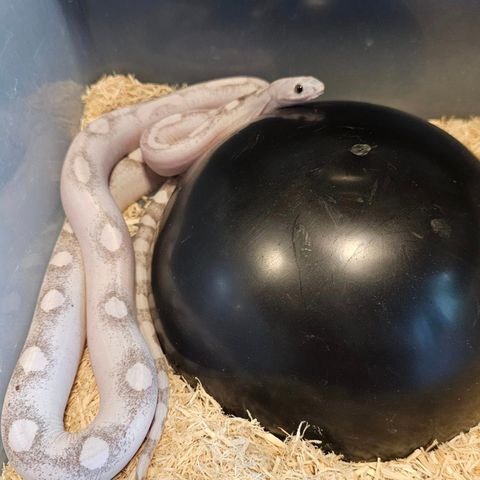 Scaleless Kornsnoker selges!