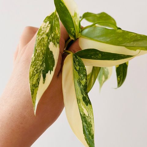 philodendron domesticum variegata stiklinger