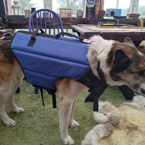 Flytevest hund