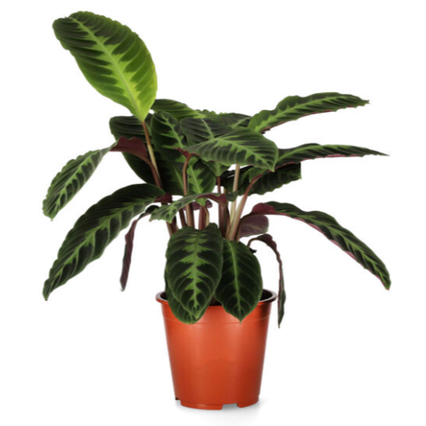 Plante - Calathea "Warscewiczii", med blomsterpotte