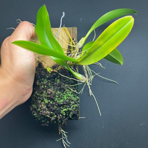 Bulbophyllum corolliferum