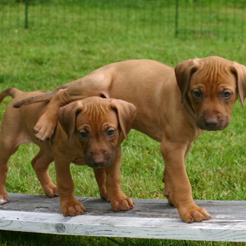 Rhodesian Ridgeback valper - leveringsklare fra 28. juli 2024