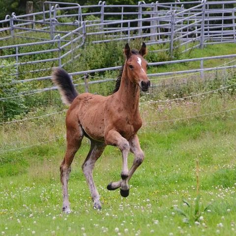 UNIK MULIGHET! Zangersheide hingst e: Clintrexo Z!