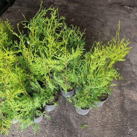 Billig Thuja 40-60 cm