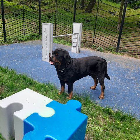 Rottweiler kennel,,VOM UFER DER ELBE " og hundepensjonat,,NATA-AS "