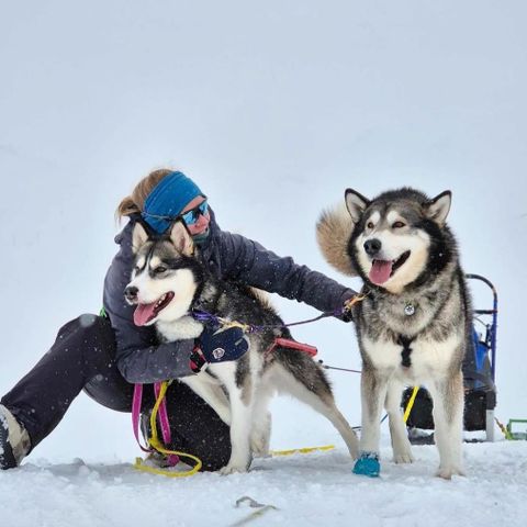 Alaskan malamute kvalpar