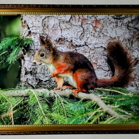 Bilder tatt av Fotograf Knutsen