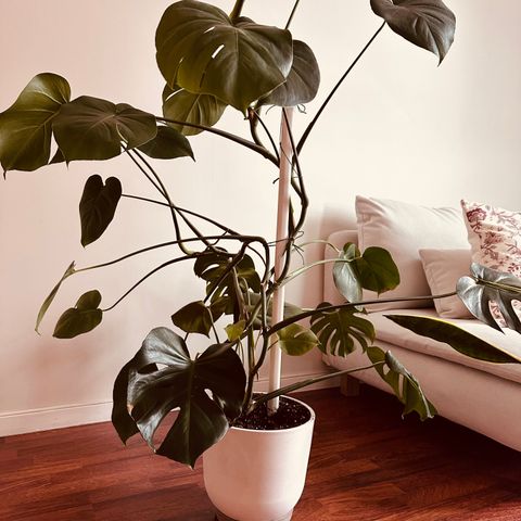 Monstera plant