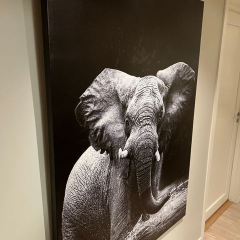 Stort bilde av elefant 110x150