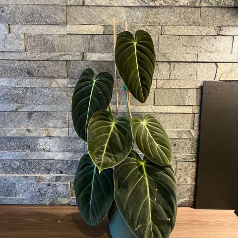 Philodendron Melanochryslum