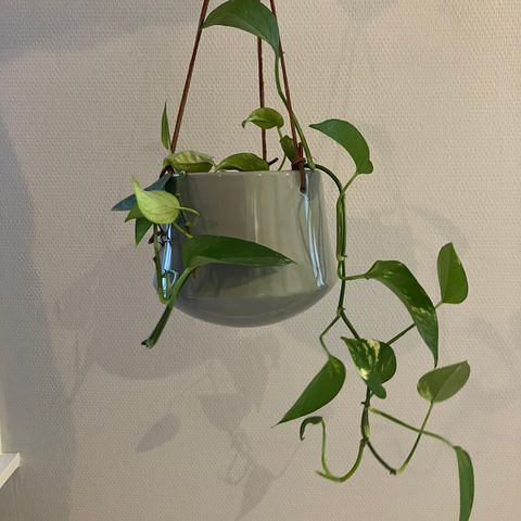 Gullranke (Epipremnum aureum) med potte