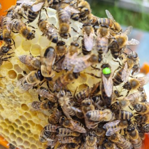 Varroa-resistente buckfast-dronninger