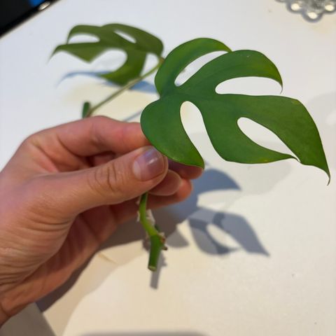 Mini monstera stiklinger