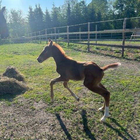 Helpensjonsplass til  hest tilbys i Holmestrand