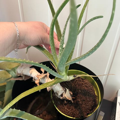 Aloe vera plante
