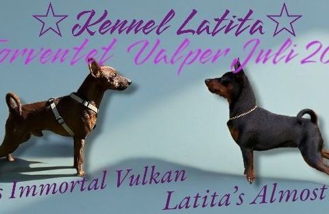 Dvergpinscher valper ventes