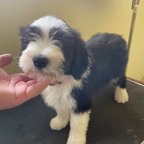 Bearded collie tispe