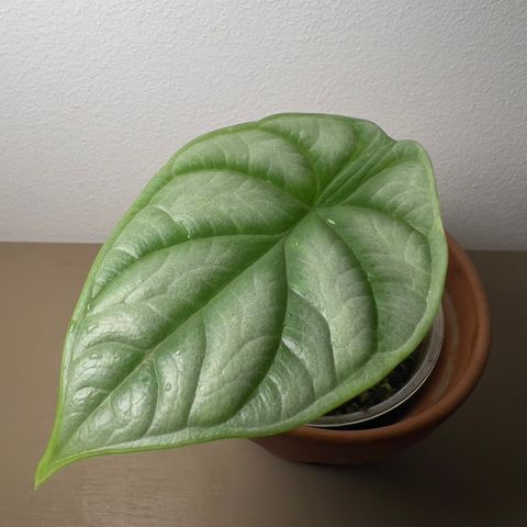 Alocasia Silver Dragon