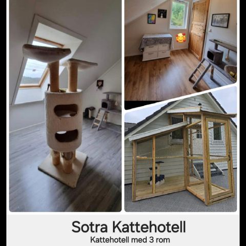 Sotra kattehotell