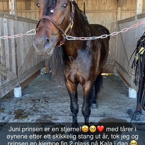 Juni Prinsen hingst født 2016