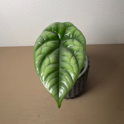 Alocasia Sinuata