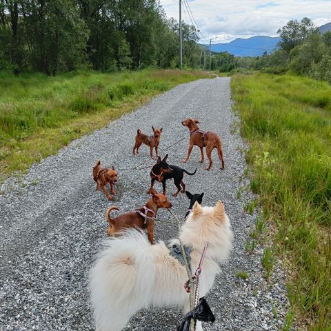 Feriepass - pass av hund