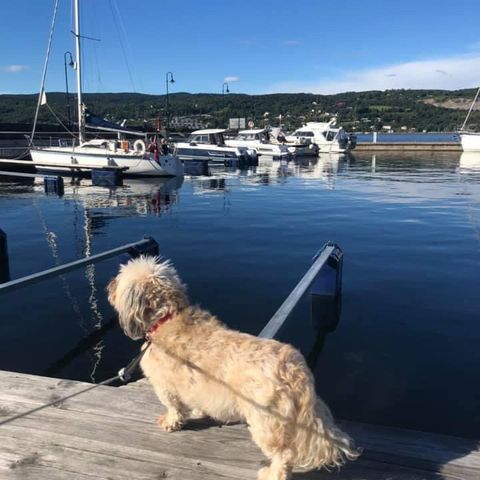 Allergivennlig hund, utlån for allergi-testing