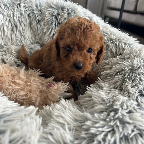 Mini Cavapoo f1b tispe valp