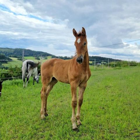 Hoppeføll e. Giga Star de Tiji