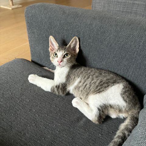 Kattunge Cornish-Rex