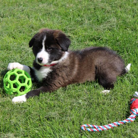 Border collie valper (NKK-reg.) leveringsklare nå !