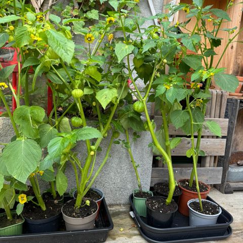 Tomatillo store planter